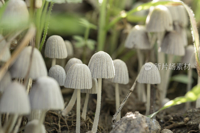 Fairy Inkcap, Coprinellus disseminatus in Berguedà province, Barcelona